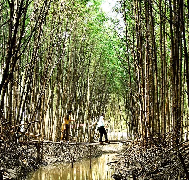 Xuy&ecirc;n rừng b&atilde;i bồi Đất Mũi